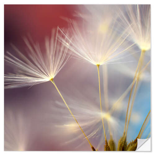 Selvklebende plakat Dandelions dream II