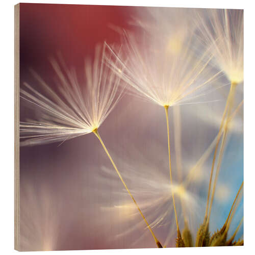 Wood print Dandelions dream II