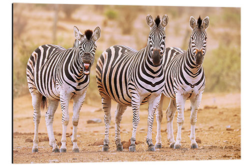 Quadro em alumínio Three Zebras, one is so tired