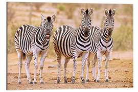 Tableau en aluminium Three Zebras, one is so tired