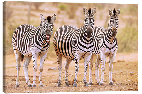 Canvas print Three Zebras, one is so tired