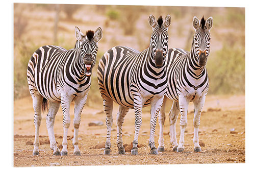 Tableau en PVC Three Zebras, one is so tired