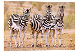 Tableau en PVC Three Zebras, one is so tired