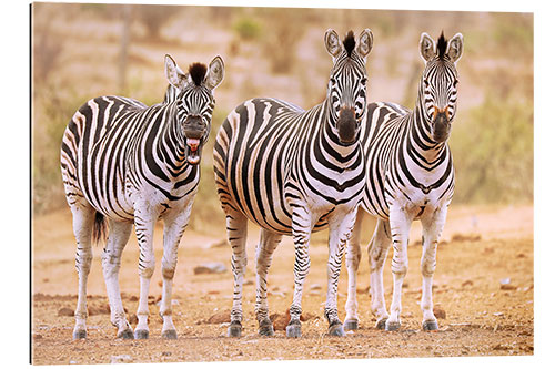 Gallery Print Drei Zebras, eins ist so müde