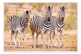 Póster  Three Zebras, one is so tired - wiw