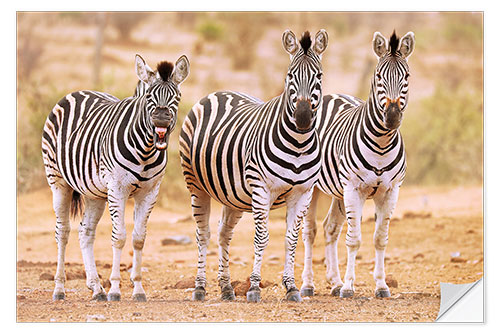 Selvklebende plakat Three Zebras, one is so tired