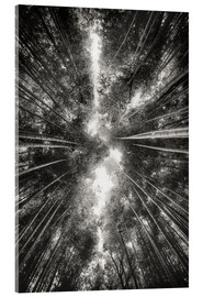 Obraz na szkle akrylowym Bamboo forest II - Pascal Deckarm