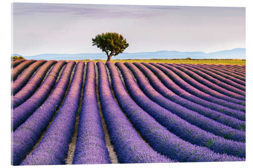 Acrylglasbild Lavendelfeld und -baum bei Sonnenuntergang, Provence