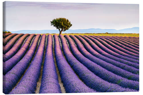 Leinwandbild Lavendelfeld und -baum bei Sonnenuntergang, Provence