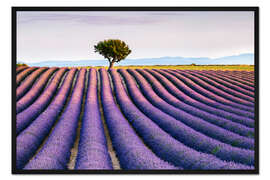 Gerahmter Kunstdruck Lavendelfeld und -baum bei Sonnenuntergang, Provence