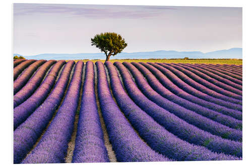 Cuadro de PVC Lavender field and tree at sunset, Provence