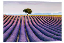 Stampa su PVC Campo di lavanda e albero al tramonto, Provenza