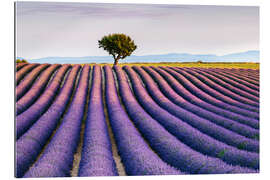 Gallery print Lavender field and tree at sunset, Provence