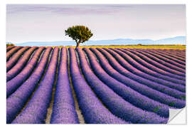 Naklejka na ścianę Lavender field and tree at sunset, Provence