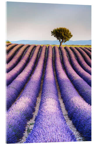 Acrylic print Tree in a lavender field, Provence