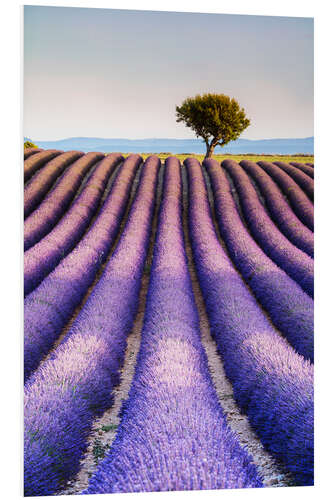 Hartschaumbild Baum auf einem Lavendelgebiet, Provence