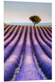 Cuadro de PVC Tree in a lavender field, Provence