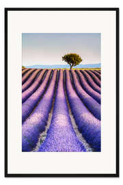 Gerahmter Kunstdruck Baum auf einem Lavendelgebiet, Provence