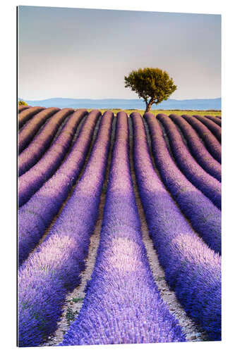 Cuadro de plexi-alu Tree in a lavender field, Provence