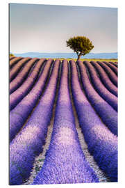 Gallery print Tree in a lavender field, Provence