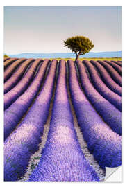 Sisustustarra Tree in a lavender field, Provence