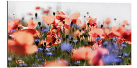 Tableau en aluminium Poppies and Cornflowers