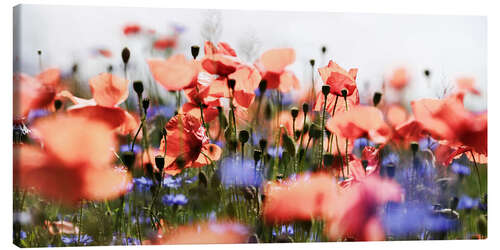 Leinwandbild Mohn und Kornblumen