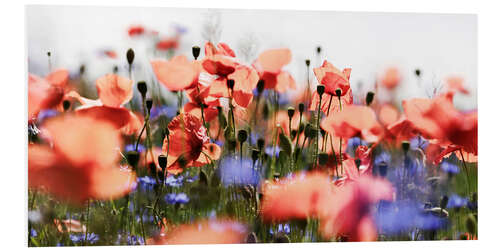 Print på skumplade Poppies and Cornflowers