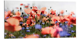 Gallery print Poppies and Cornflowers