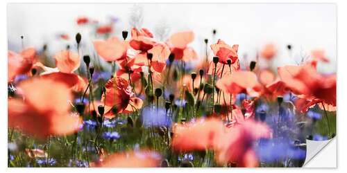 Sticker mural Poppies and Cornflowers