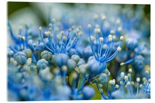 Acrylic print Cyan Flowers