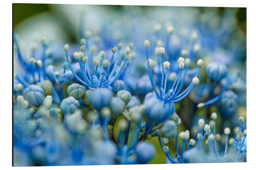 Aluminiumsbilde Cyan Flowers