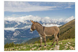 Foam board print Donkey on a Lonely Mountain Meadow