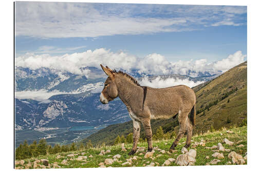 Gallery print Donkey on a Lonely Mountain Meadow