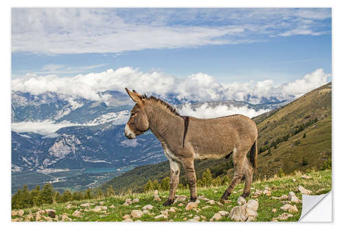 Selvklebende plakat Donkeys on a lonely mountain meadow