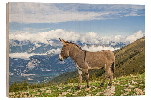 Wood print Donkey on a Lonely Mountain Meadow