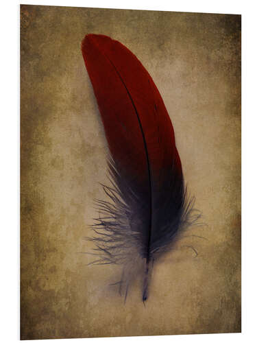 PVC print Blue and red feather