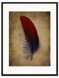 Gerahmter Kunstdruck Blaue und rote Feder