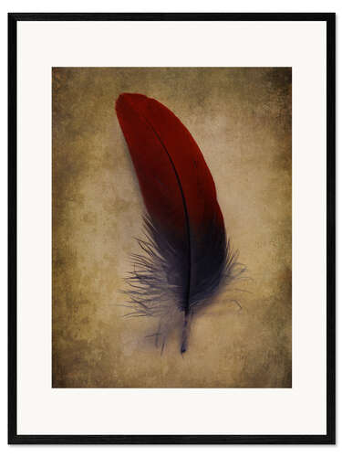 Impresión de arte enmarcada Blue and red feather