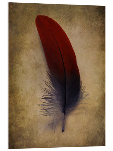 Quadro em plexi-alumínio Blue and red feather