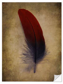 Selvklebende plakat Blue and red feather