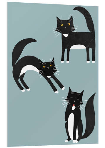 Foam board print Black cats with white paws