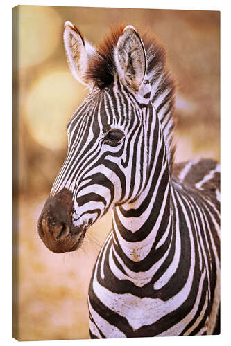 Lærredsbillede Young Zebra, South Africa