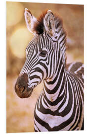 Foam board print Young Zebra, South Africa