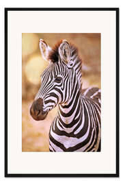 Gerahmter Kunstdruck Junges Zebra, Südafrika