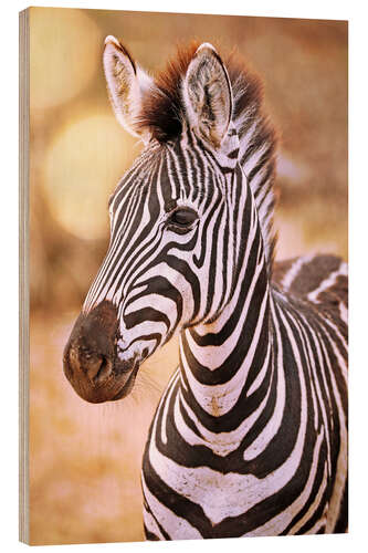 Wood print Young Zebra, South Africa