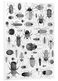 Foam board print Beetles, black and white