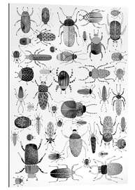 Gallery print Beetles, black and white