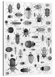 Magnettafel Käfer, schwarz-weiß
