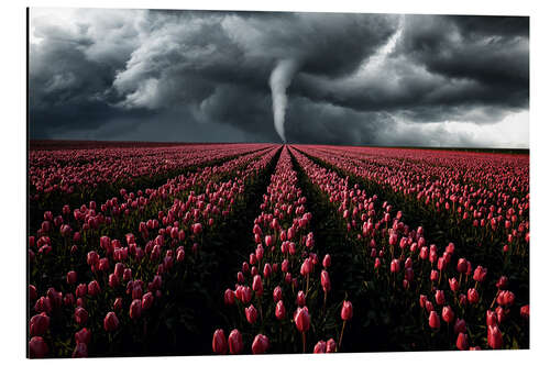 Alubild Tornado und Tulpenfeld